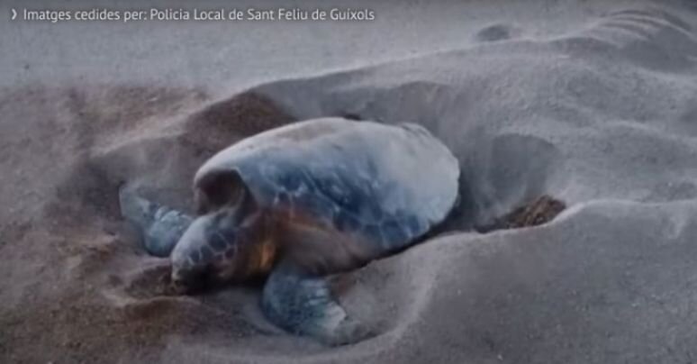 El niu de tortugues s’obre: noves tortugues surten cap al mar
