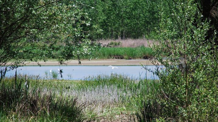 El Parc dels Estanys celebra diumenge el Dia Mundial dels Ocells