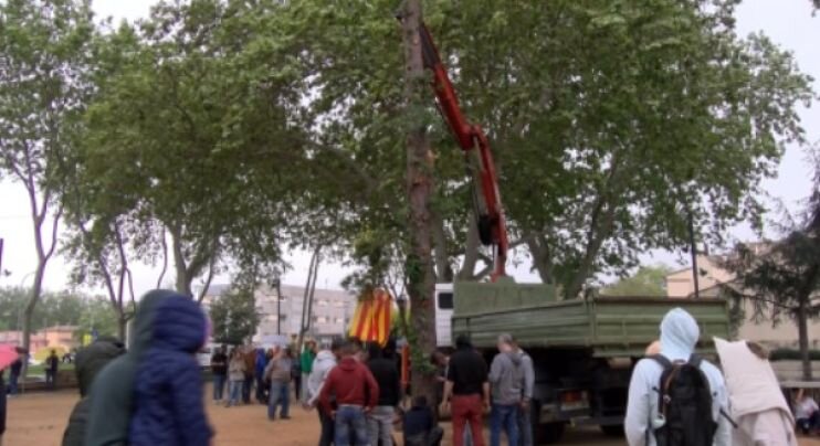El Pi de la Festa de Pasqüetes ja és a la plaça Poeta Sitjà