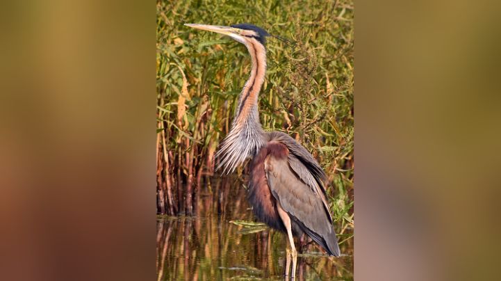 Els Aiguamolls de l'Empordà comptabilitzen 80 parelles d'agro roig