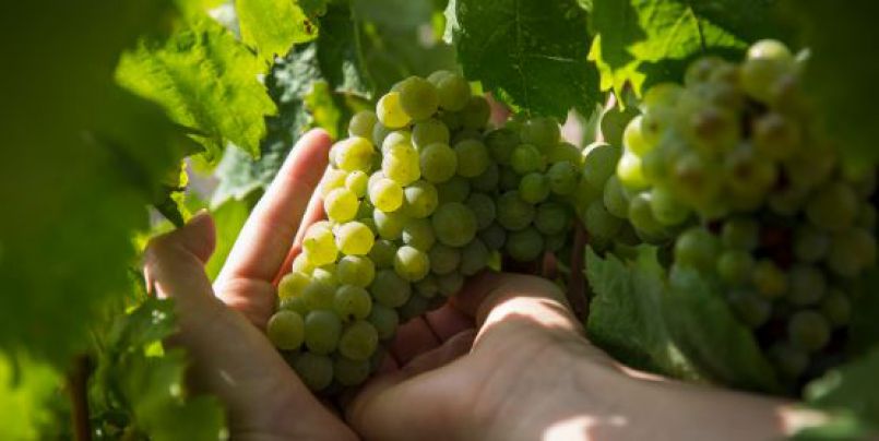 Els cellers de la DO Empordà ja poden embotellar vins amb carinyena blanca