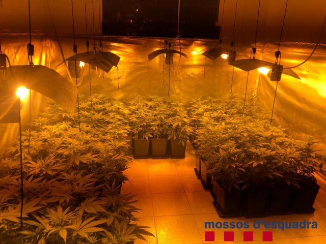 Els Mossos desmantellen una plantació de marihuana al nucli de Palamós