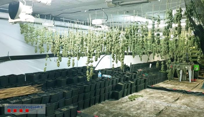 Els Mossos intervenen més d'un milió d'euros en marihuana a Vulpellac
