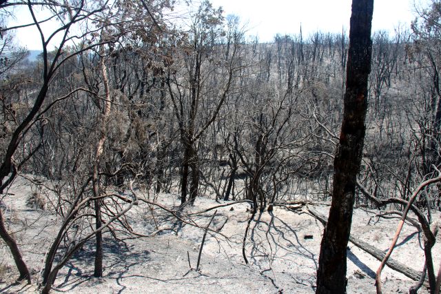 Els propietaris forestals de les Gavarres impulsen un pla de restauració després del foc