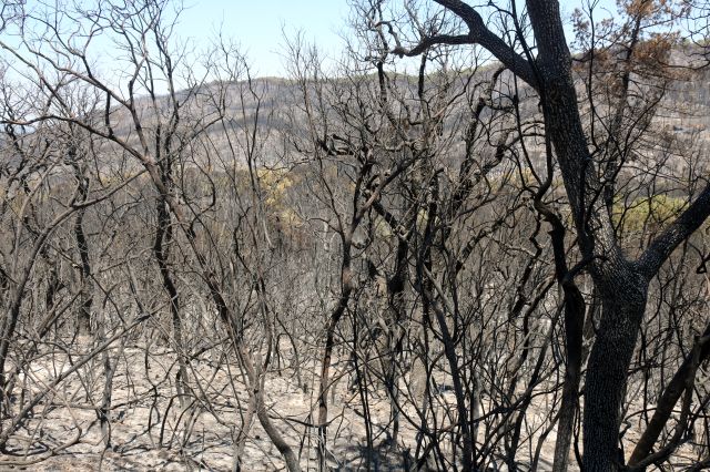 En llibertat el detingut per provocar l’incendi de les Gavarres