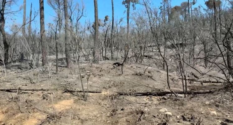 Fer rendible la gestió dels boscos per afrontar els grans incendis