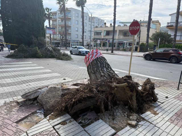 La ventada deixa un balanç de 48 arbres arrancats a Platja d'Aro