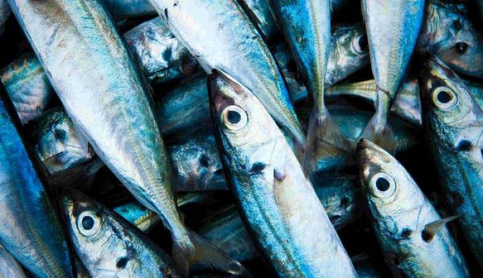 L'IRTA presentarà un estudi sobre com valoritzar el peix blau mitjançant nous productes