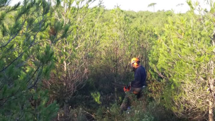 Millora forestal i noves franges de protecció al Montgrí