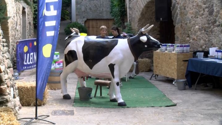 Monells celebra amb èxit el concurs de munyir vaques, símbol de la seva Festa Major