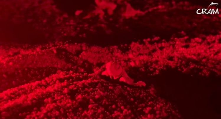 Neixen 7 tortugues a la segona nit a Sant Feliu de Guíxols