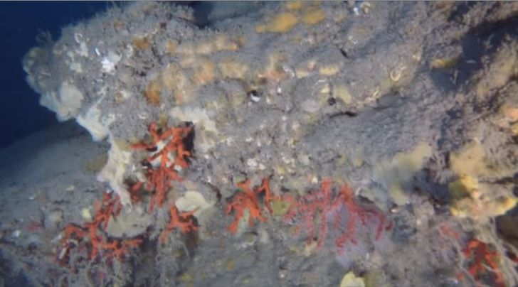 Organtizen immersions a les Illes Formigues per veure l'estat del corall vermell