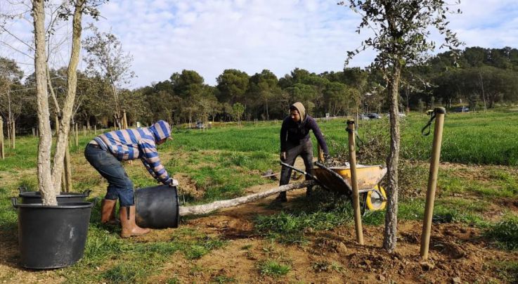 Palamós reposa 230 arbres en l'àmbit de la plana de Castell