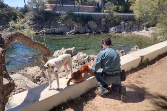 Recuperen dos gossos a S'Agaró que presentaven signes de desnutrició i ferides