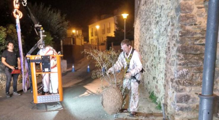 Retiren un niu de vespa asiàtica a Palafrugell