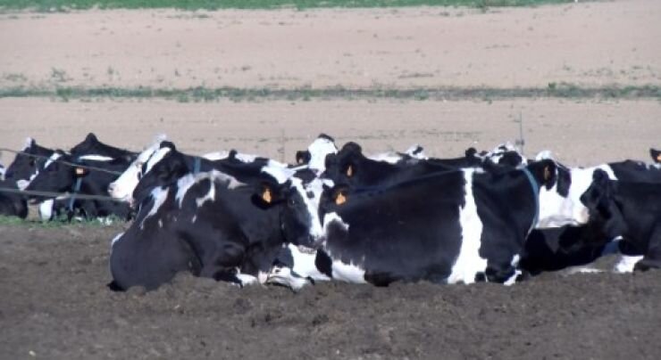 'Si arriba la dermatosi nodular contagiosa serà la ruïna'