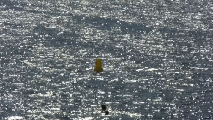 SOS Costabrava denuncia un robatori de boies a l'espai natura Castell-Cap Roig