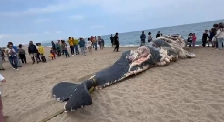 Un catxalot, un dofí i una tortuga morts a les platges del Baix Empordà en poques setmanes