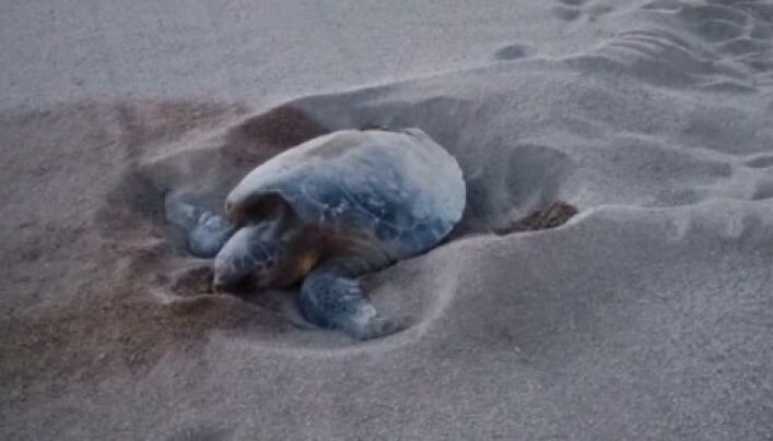 Una tortuga marina posa 101 ous a la platja de Sant Feliu de Guíxols