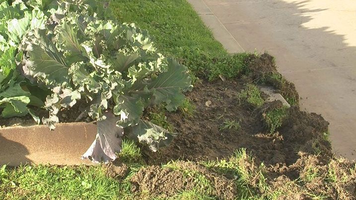 Uns senglars provoquen destrosses a les zones enjardinades del passeig de Sant Antoni