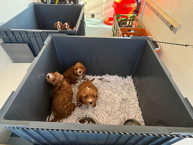 Utilitzen un nucli zoològic del Baix Empordà per introduir il·legalment cadells de gos